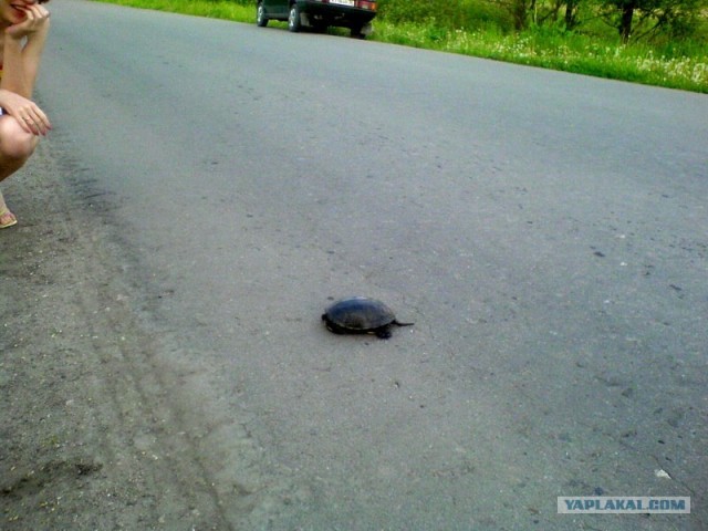 Черепахи умирают молча