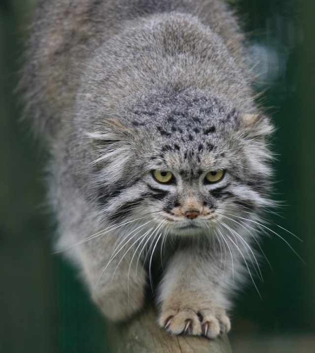 Дикий котовторник