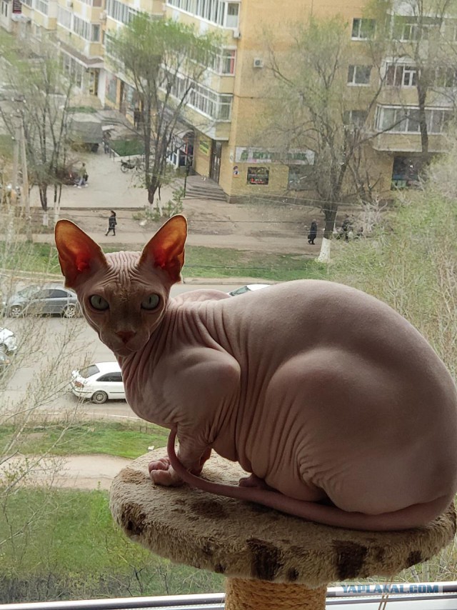 Котовторник однако