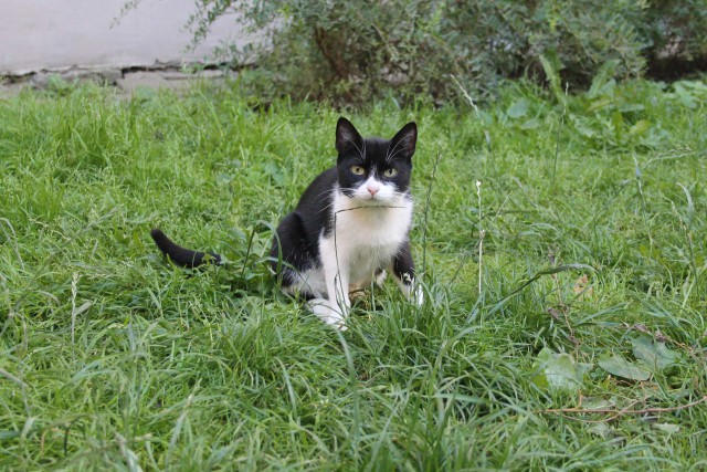 Забавные фото котеек