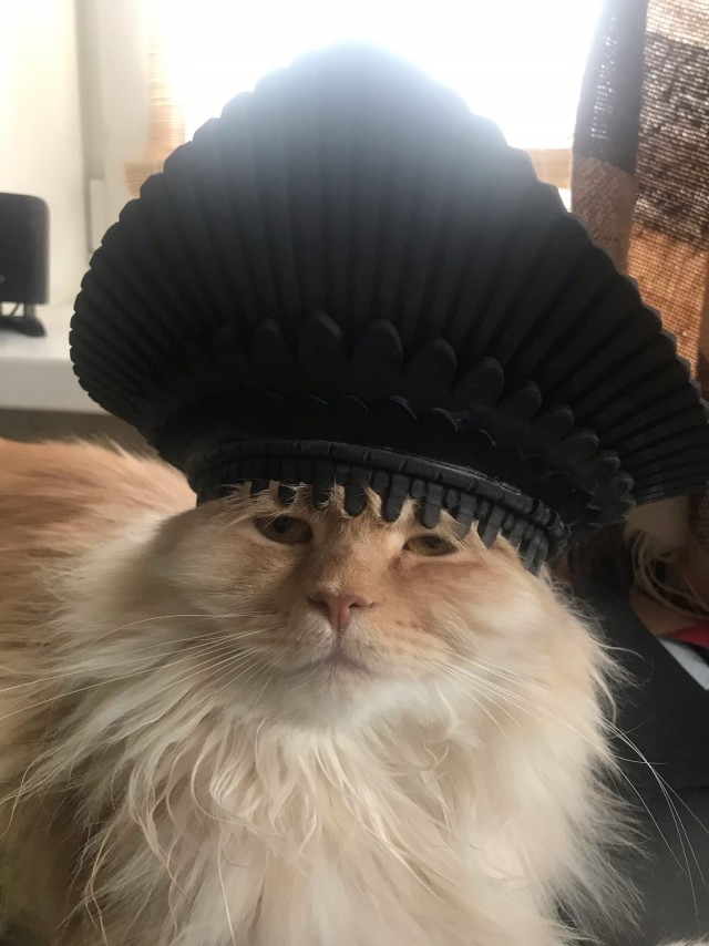 Эти забавные животные