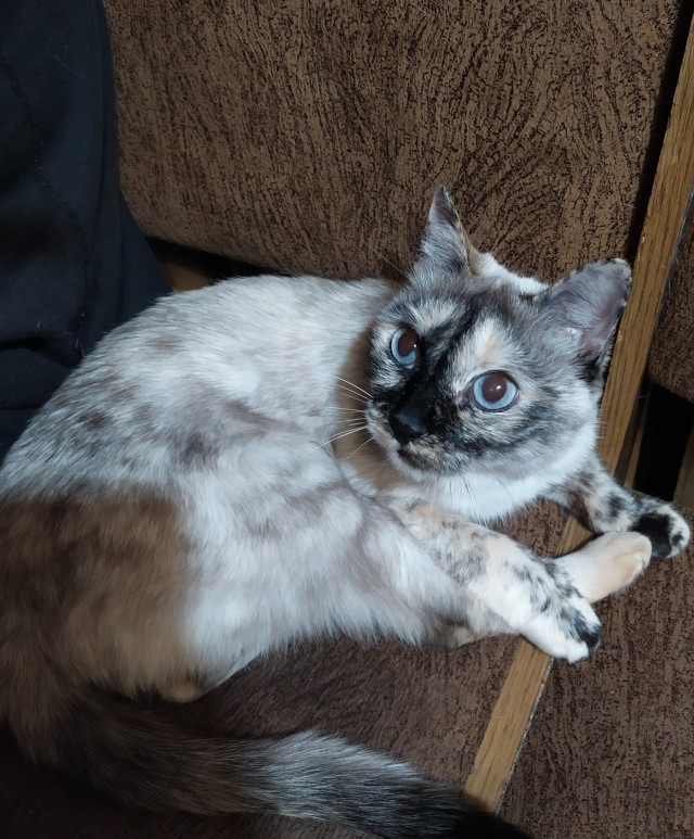 Ну, с котовторником!