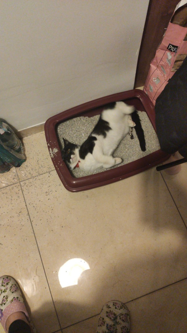 Коты, которые спят где попало и как попало