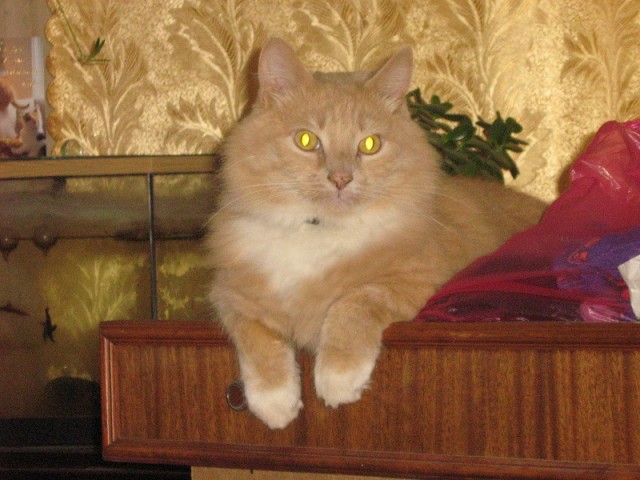 Котовторник?! Коты во вторник!