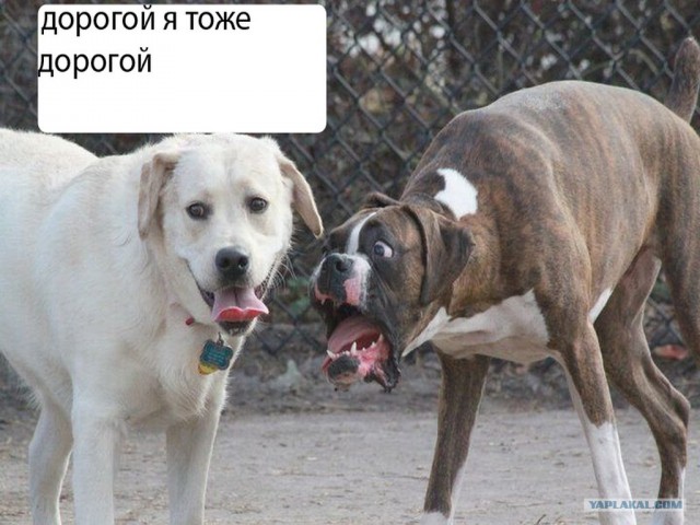 Фотожаба: Две собаки