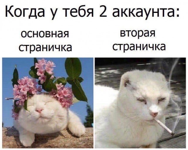Немного разностей, шалостей и пушистостей