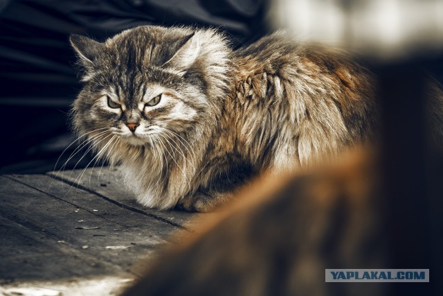 Расчехляем гладильники! - норвежский лесной уже тут