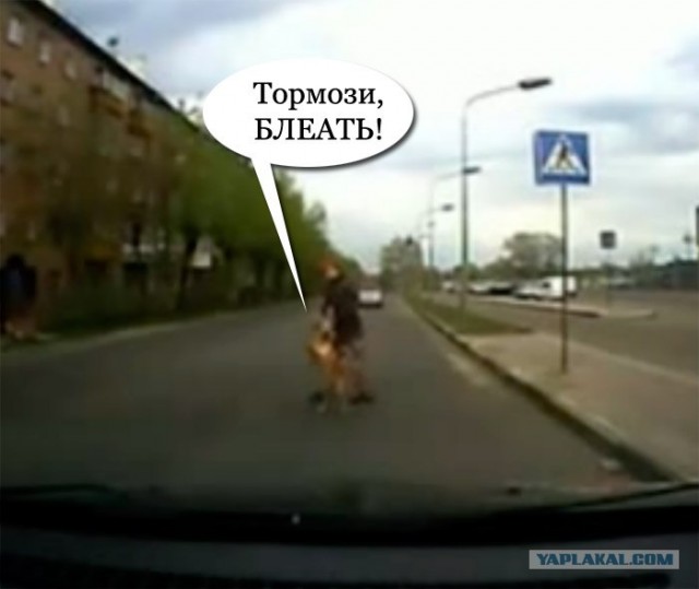 Собака на переходе