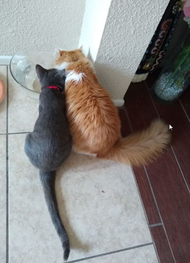Коты в США