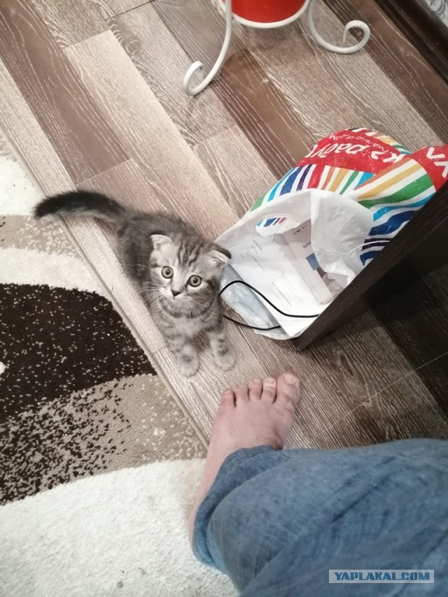 Котовторник. Поговорим о кличках, друзья