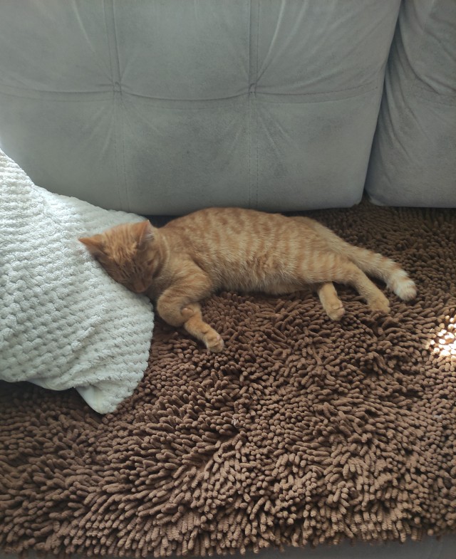 Погнали! С котовторником, други!