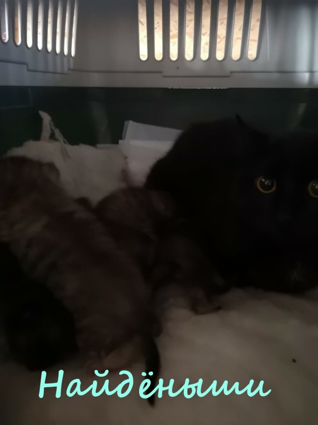 Жизнь домашнего приюта "Котоленд" 332