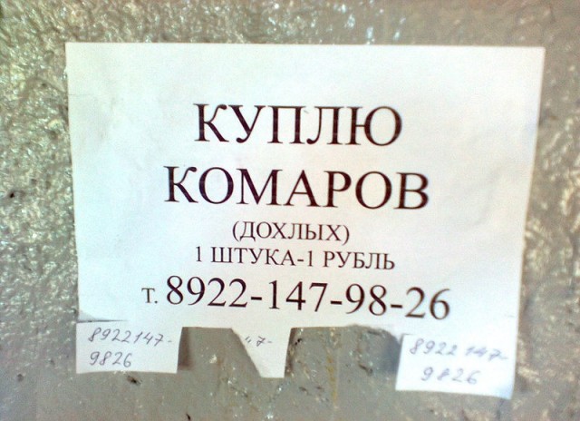 Генетически модифицированные комары успешно прошли первое испытание на территории США