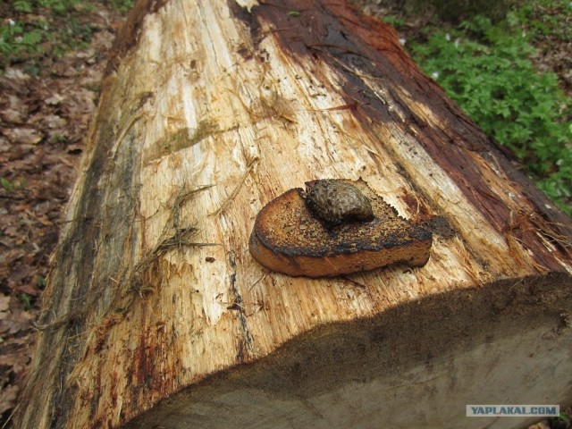 Сало - сила!