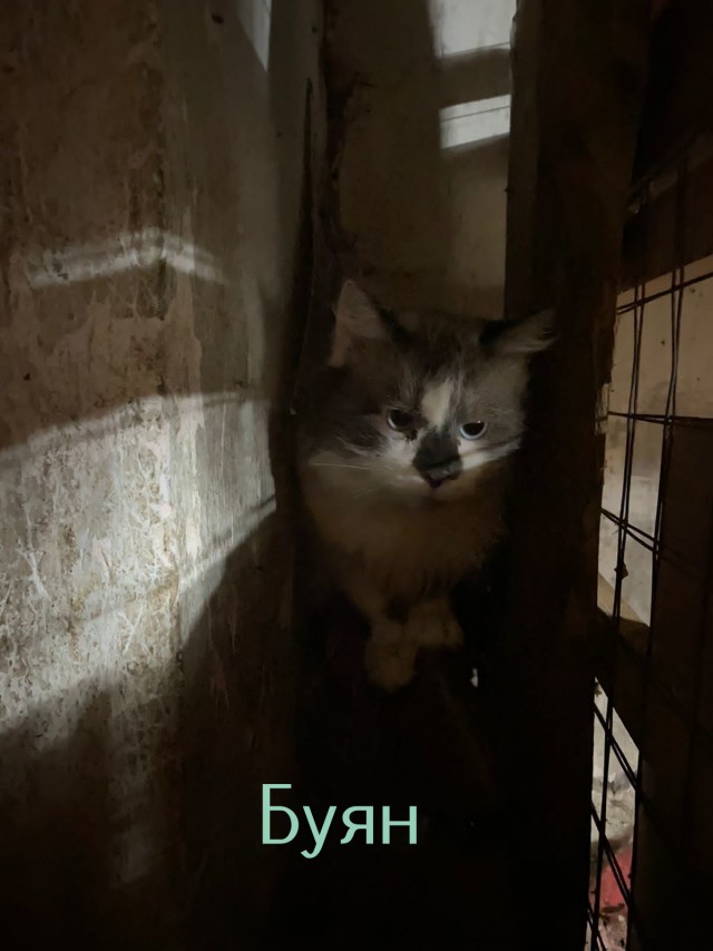 Жизнь домашнего приюта "Котоленд" 360