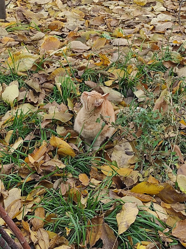 Вторник, сэр кот