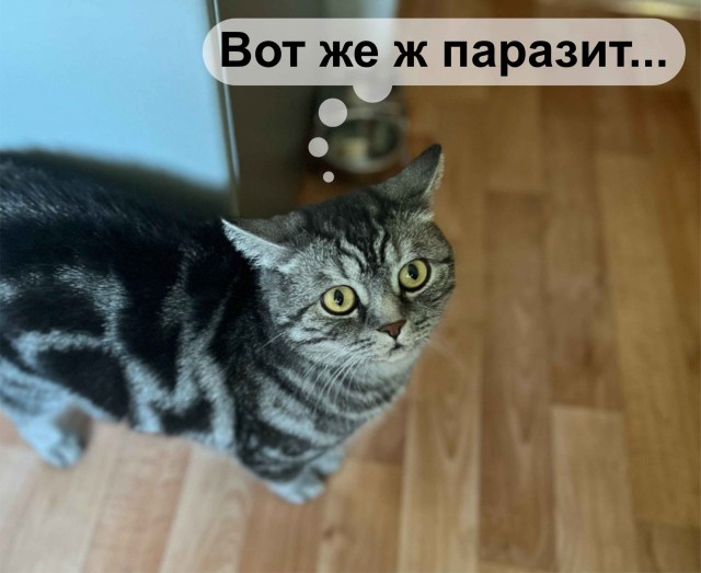 ЭтаНиСтейк