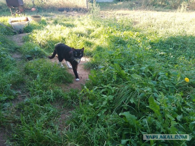 Жизнь домашнего приюта для котеек 462