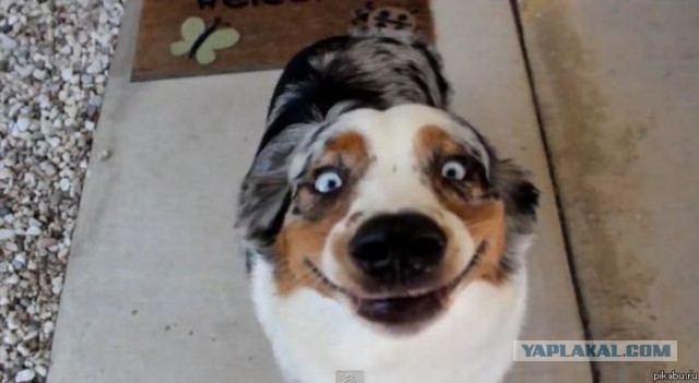 наркодилер