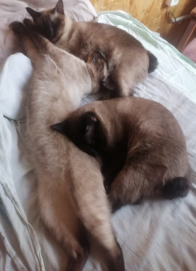К котовторнику