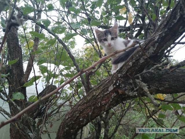 Жизнь домашнего приюта для котеек 516