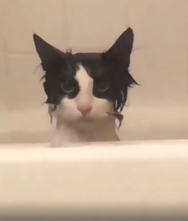 Котовторник в картинках