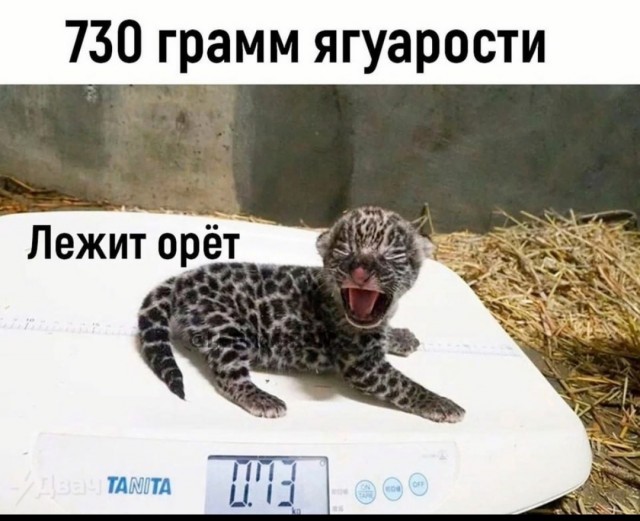 Беззубик