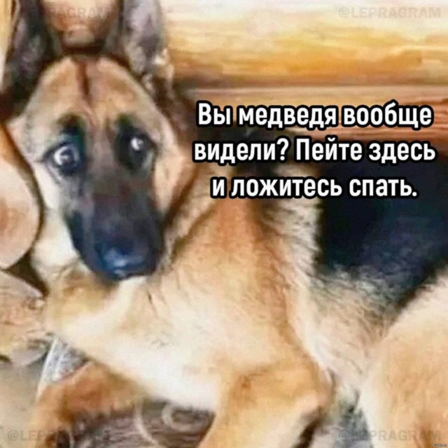 Собака устала от охоты