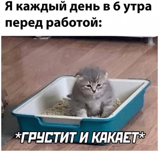 Девушка попросила в Хвиттере остальных скинуть любимые мемы с котами