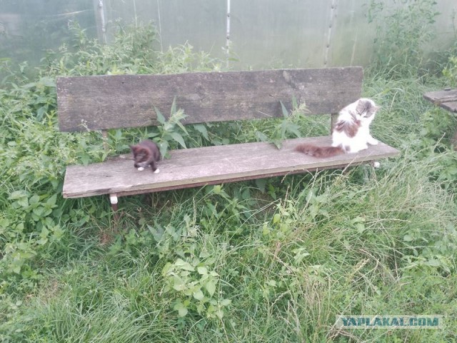 Жизнь домашнего приюта для котеек 553