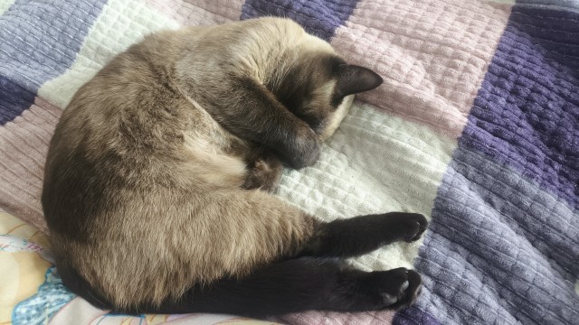 К котовторнику. Моя Сиамка