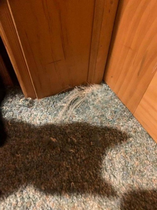 Просто лайтовая дичь