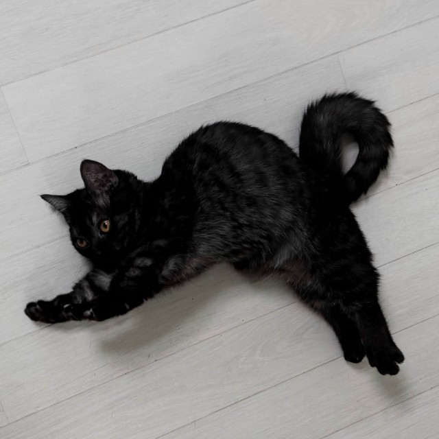 Вот такой у нас гимнаст