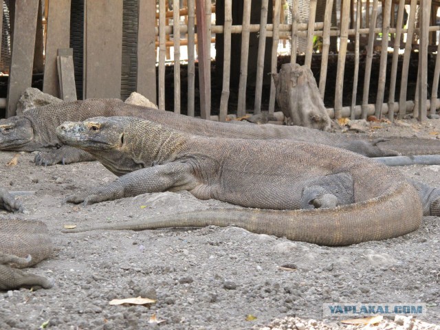 Комодский варан: Мегаящеры, способные завалить буйвола. Весь остров дрожит от их тирании