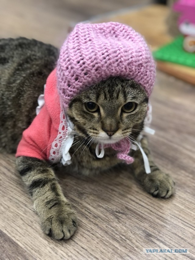 К котовторнику (Лео)