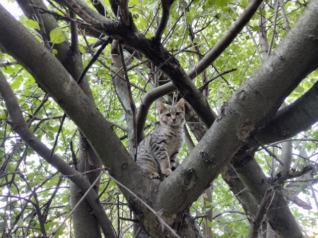 Дворовые коты