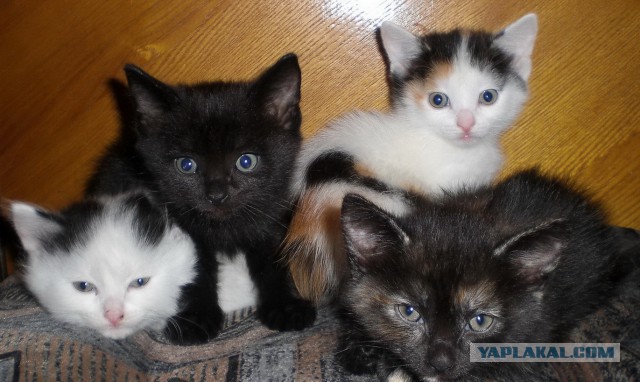 Котовторник 26.11.2013