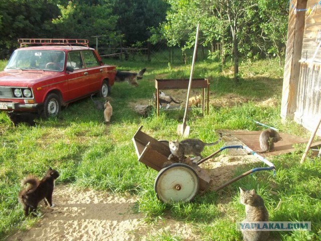 Жизнь домашнего приюта для котеек 14