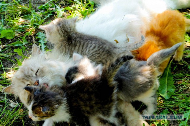 Котовторник 05.08.2014