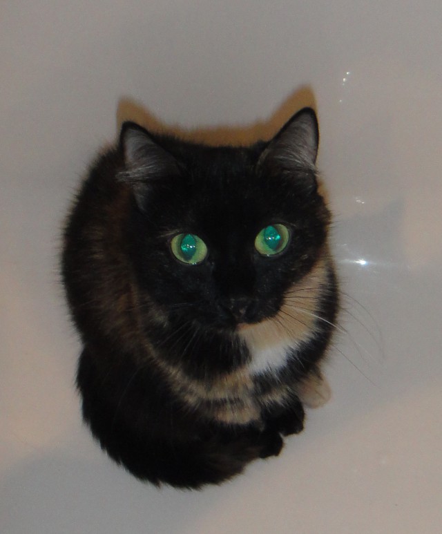Котовторник 25.11.2014