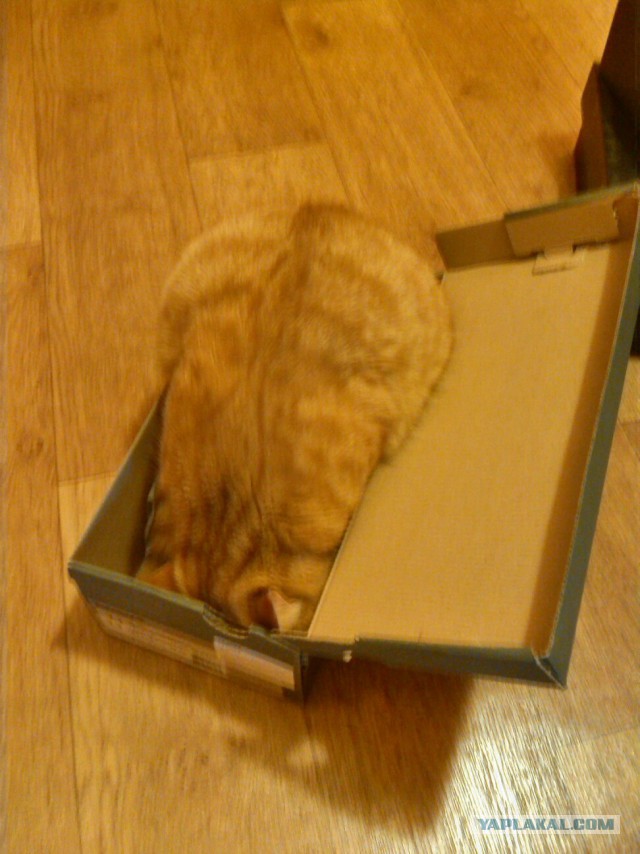 Котовторник