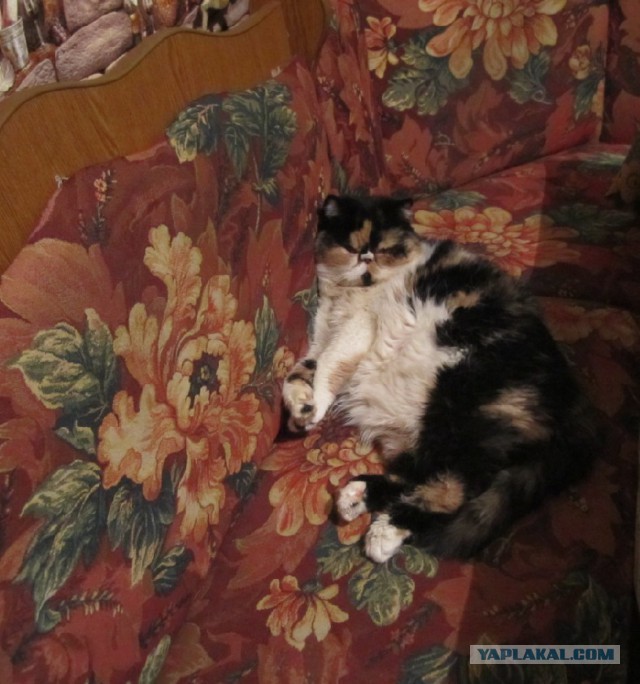 Котовторник 14.07.2015