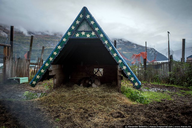 Суровая женщина с оленем в суровом городе Америки