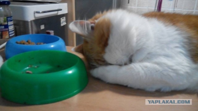 Котовторник 03.11.2015