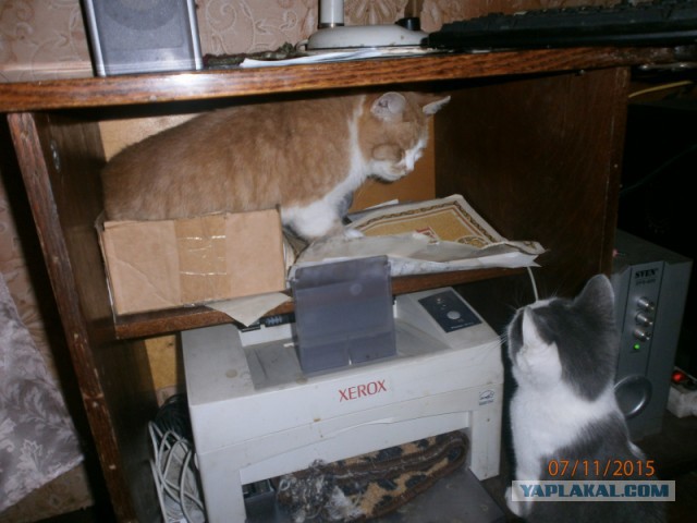 Котовторник 22.12.2015