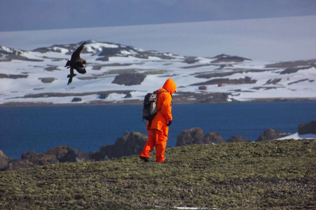 Минутка антарктической орнитологии