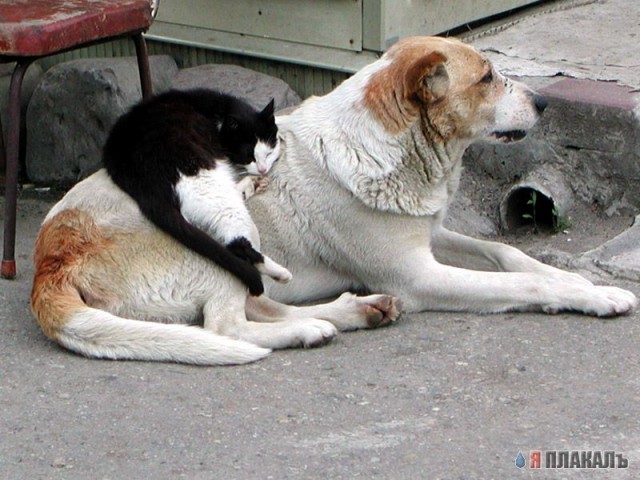 Коты, кошки, котята
