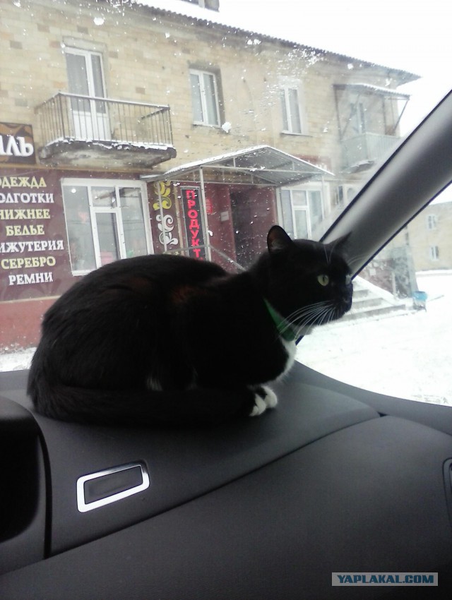 История одного котенка
