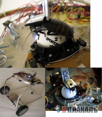 Таракан киборг!