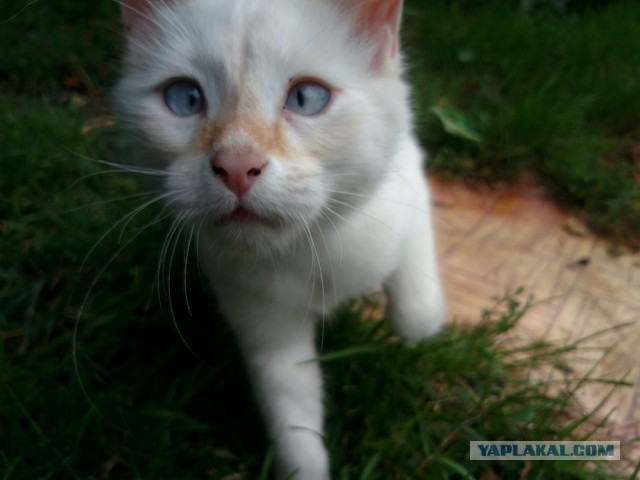 Котовторник 26.07 2016